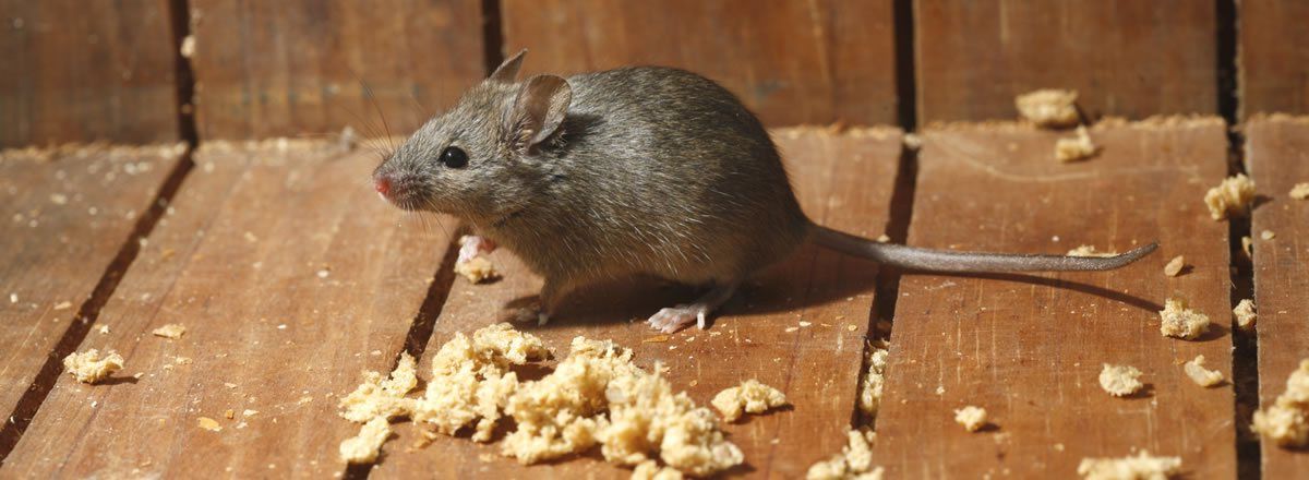 Rodent Control Programs